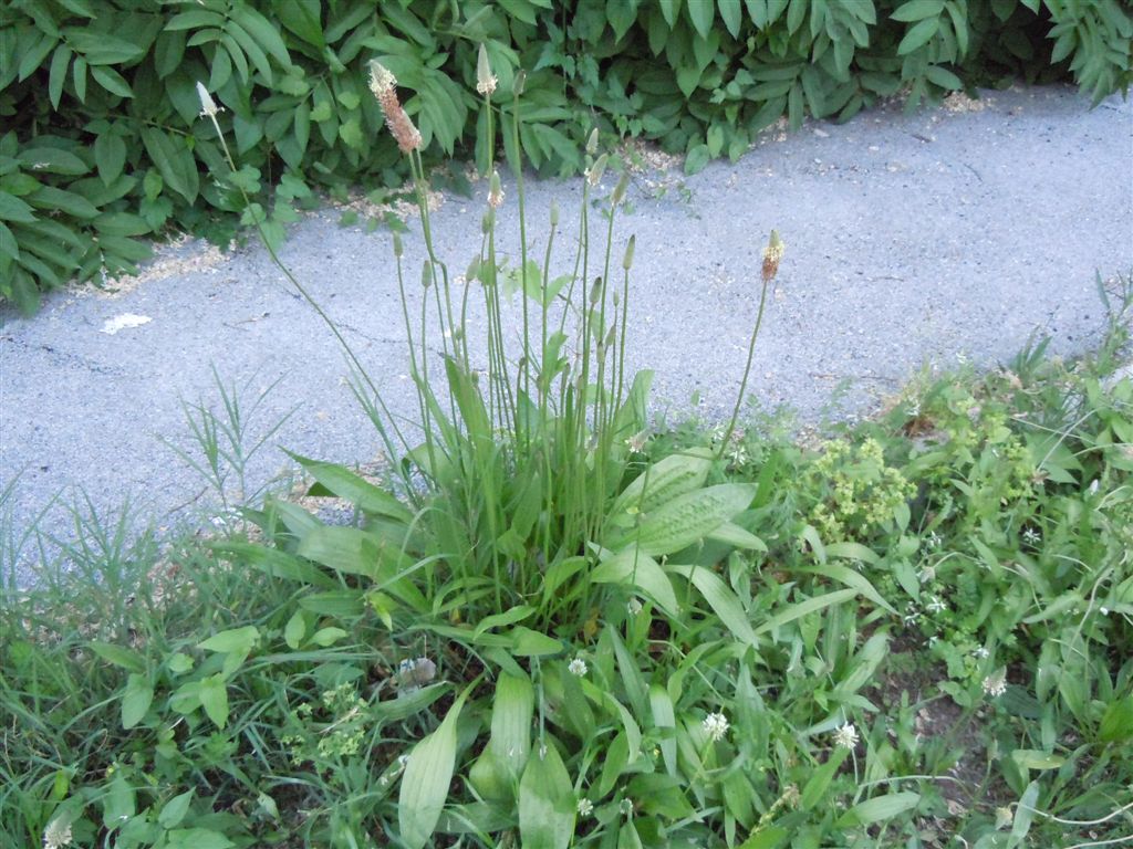 Plantago lanceolata / Piantaggine lanciuola